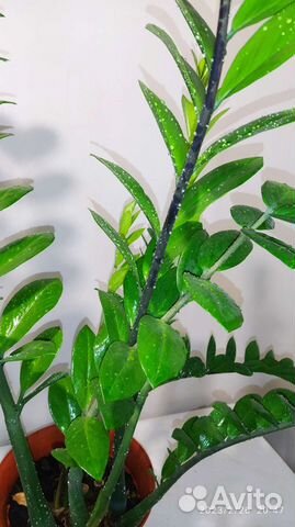 Замиокулькас