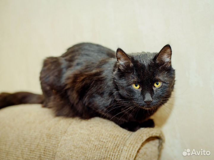 Король ночи