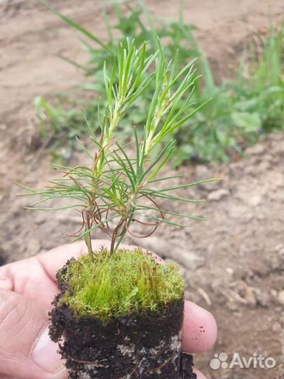 Сеянцы сосны зкс от производителя