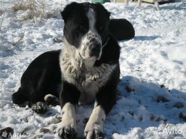 Отдам даром бесплатно в дар собаку