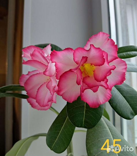 Адениумы махровые