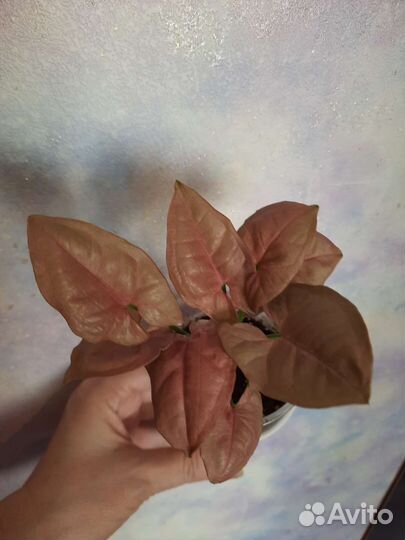 Сингониумы сортовые