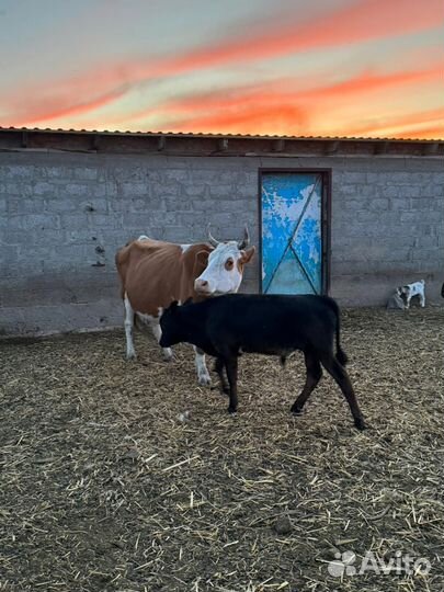 Коровы с телятами