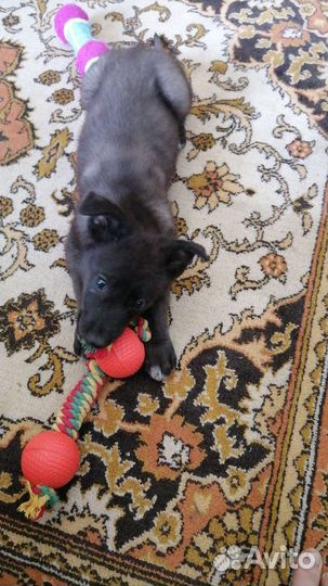 Щенок немецкой овчарки в возрасте 4 месяцев