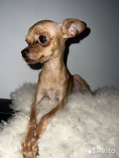 Той-терьер мини вязка