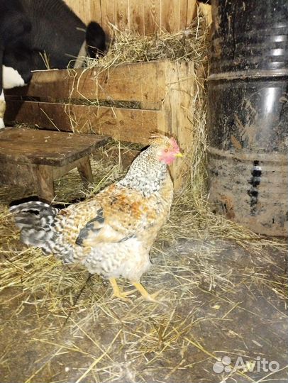 Молодые петухи