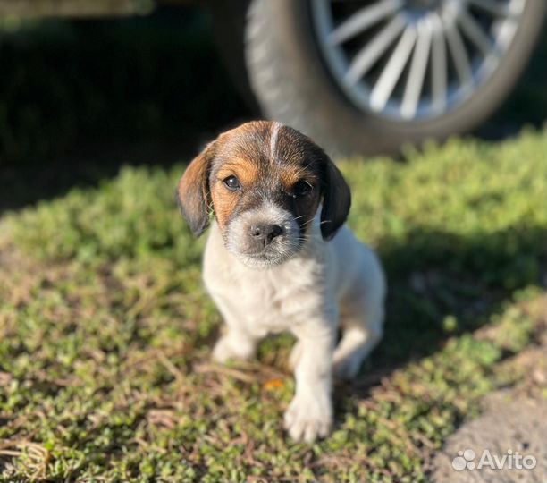 Маленькие собачки