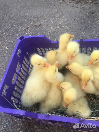 Гусята Линда