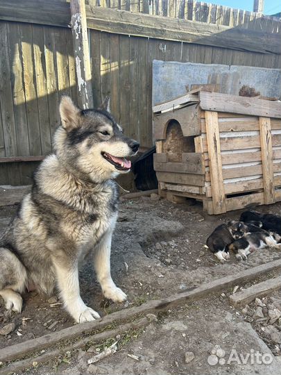 Щенок в добрые руки бесплатно смесь хаски