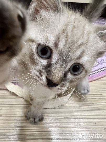 Котенок мальчик