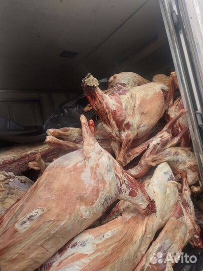 Мясо баранина тушка