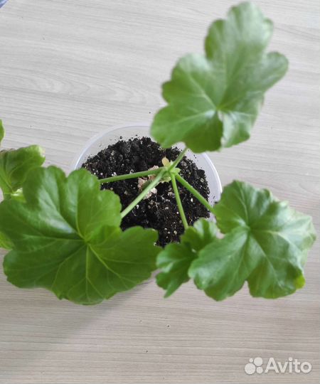 Пеларгония Монсерудс бломен, розебудная