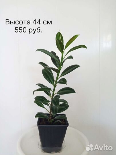 Фикус каучуконосный (среднелистный)