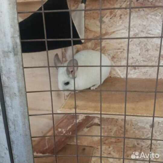 Клетка с шиншиллами