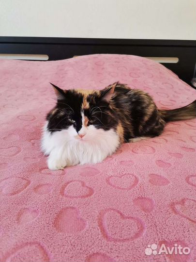 Котейка ищет дом