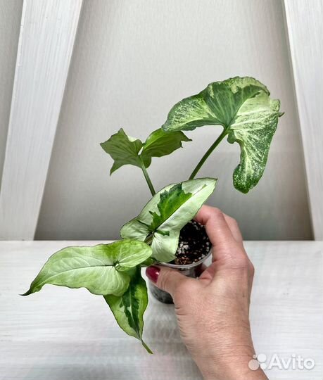 Сингониум Жаде