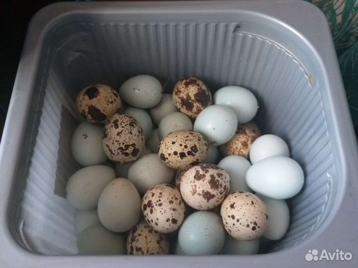 Яйца перепелиные