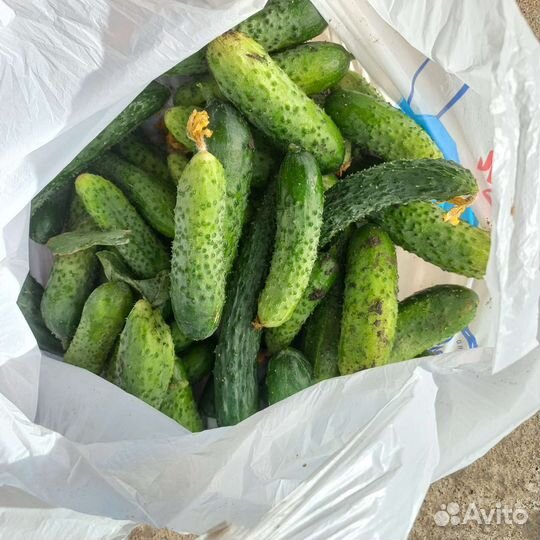 Огурцы свежие домашние