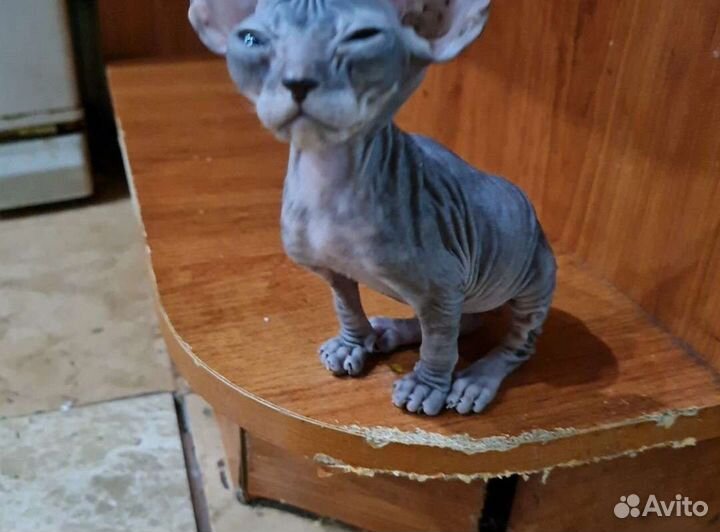 Канадский сфинкс котенок