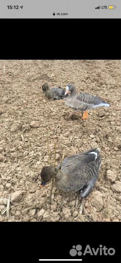 Сминаемые чучела гусей премиум качество