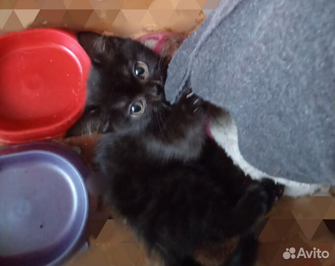 Кому чертенка