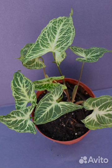 Сингониумы