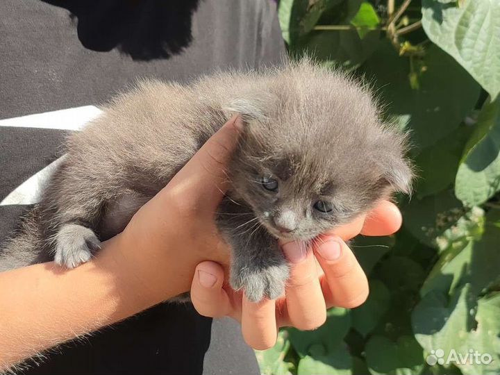 Котята, кошки, коты