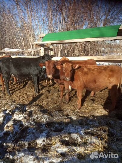 Быки лимузины