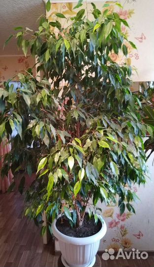 Фикус бенджамина большой