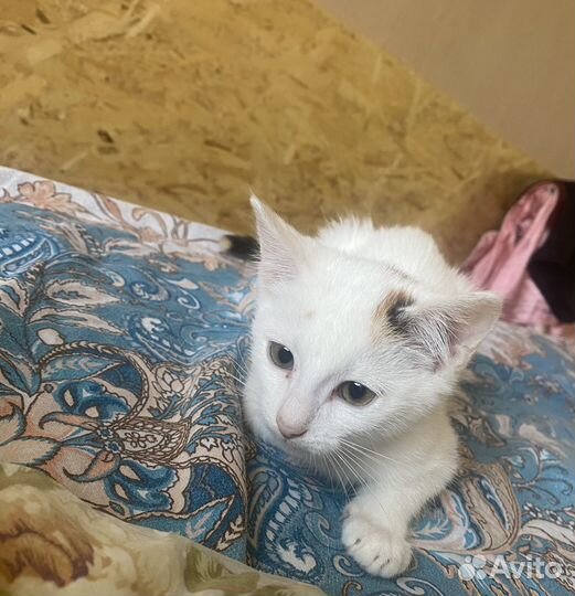 Котята трехцветные