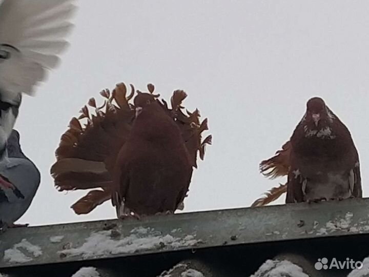 Голуби павлины