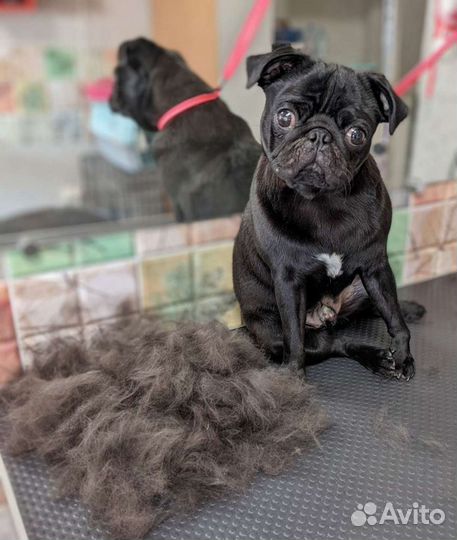 Стрижка собак и кошек. Закамск