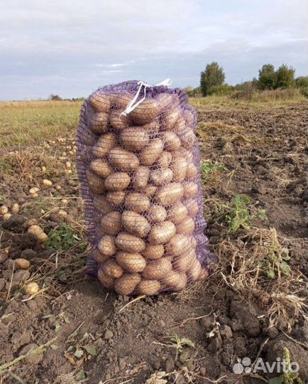 Картофель оптом