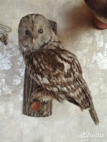 Чучело совы