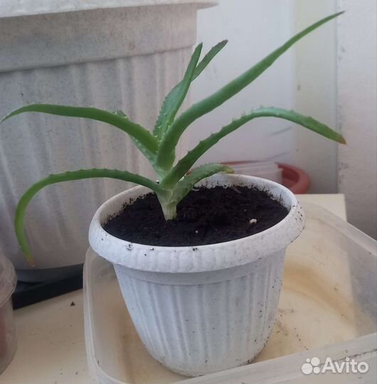 Алоэ лечебный