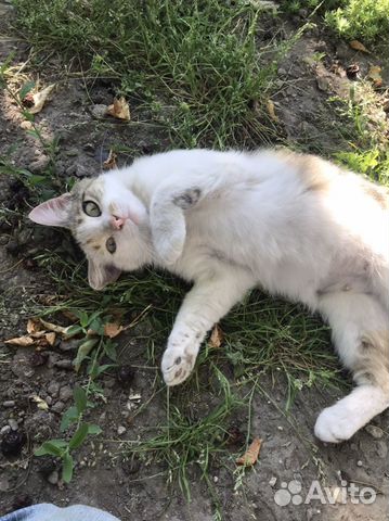 Кошечка (стерилизованная)