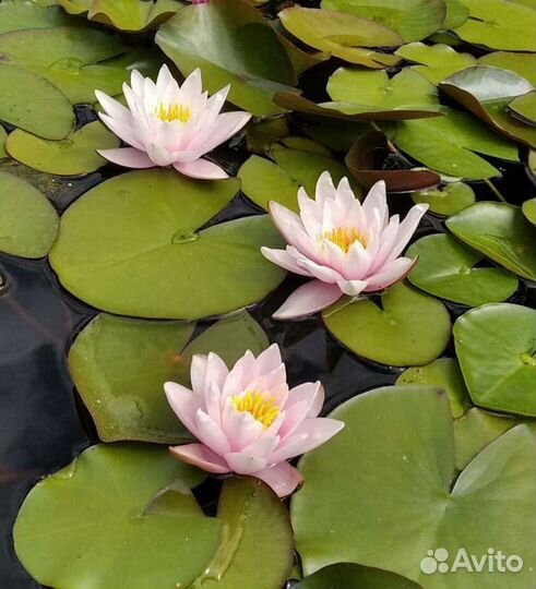 Водная лилия