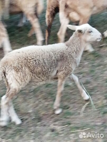 Катумская парода овец. Ярочки, баранчики