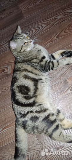 Кот -случка