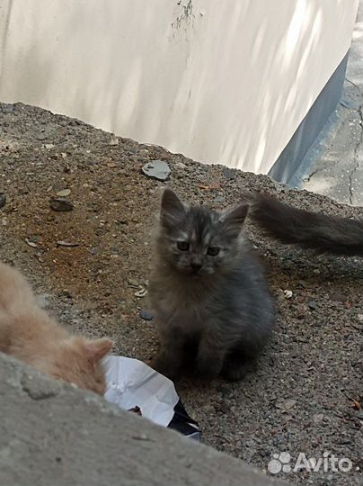 Кошка с котятами