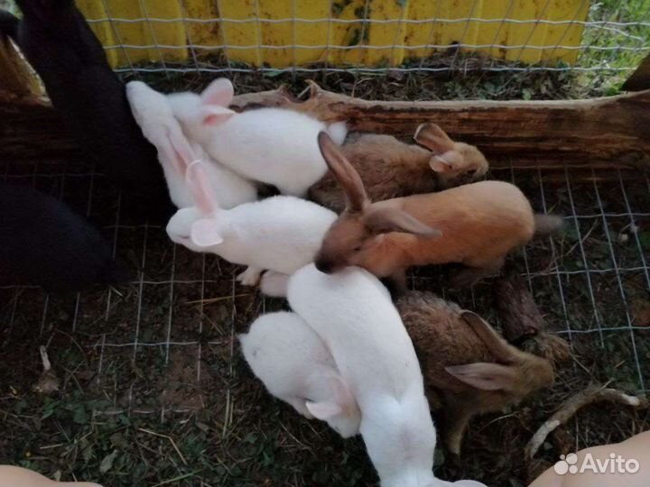 Кролики мясных пород