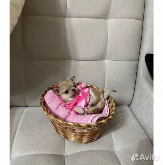 Малепупуськи