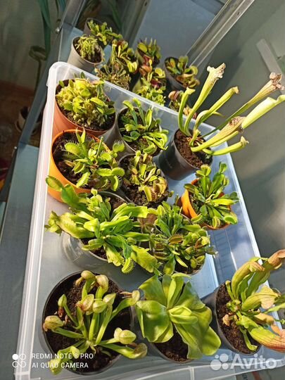 Хищные растения, венерина мухоловка