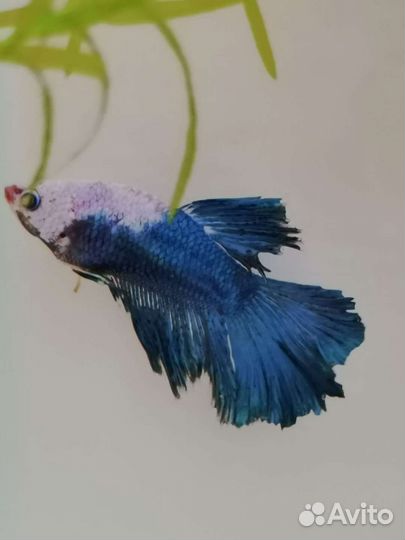 Рыбка петушок