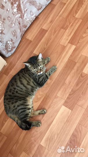 Кот Ерофей в добрые руки