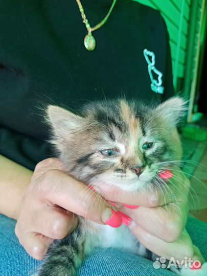 Котенок девочка в добрые руки трехцветка ест все