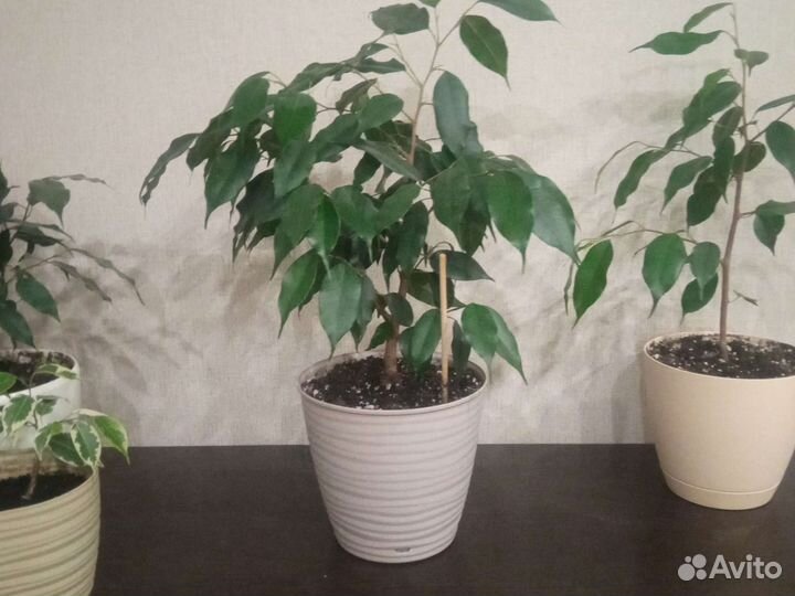 Фикус бенджамина