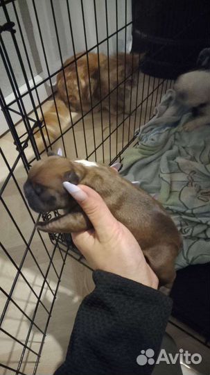 Французский бульдог щенки