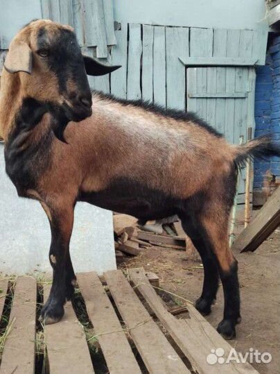 Коза дойная альпийская