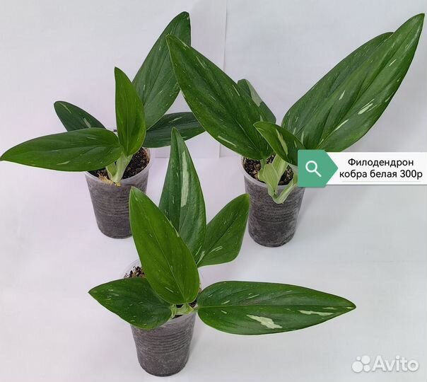 Филодендроны